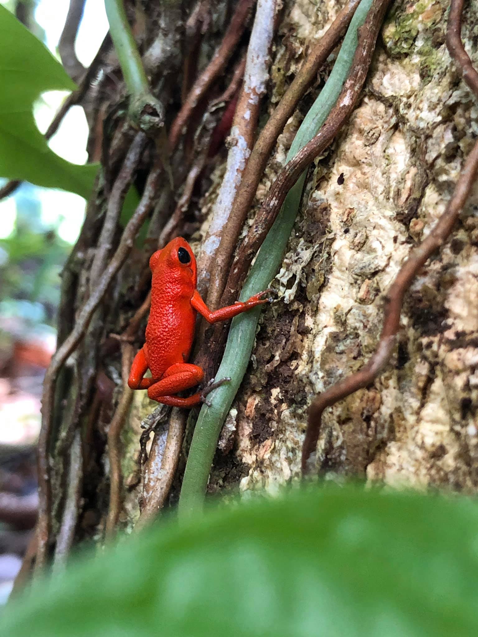 Rana roja en Finca Natural