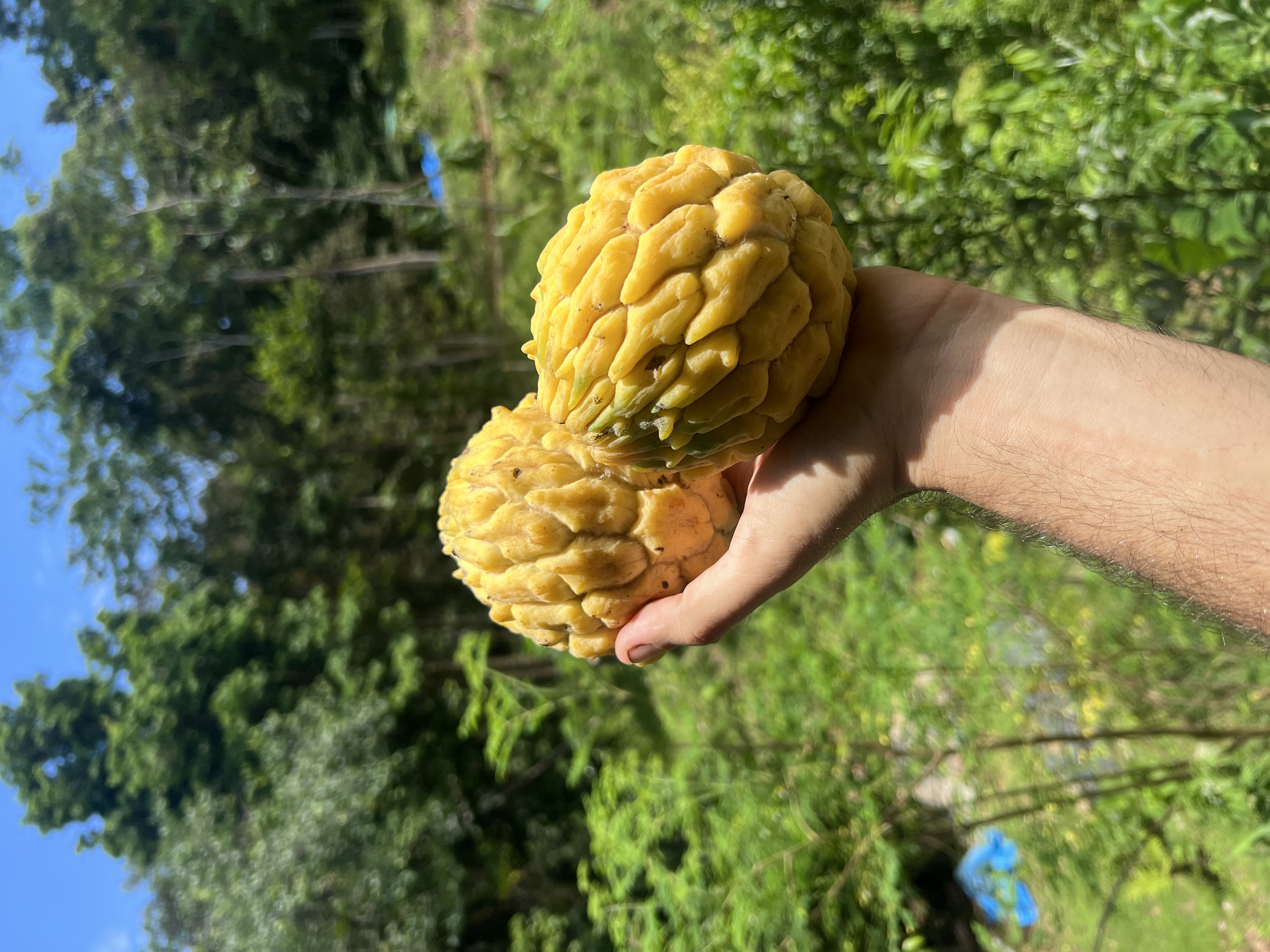 Frutas exóticas de la finca