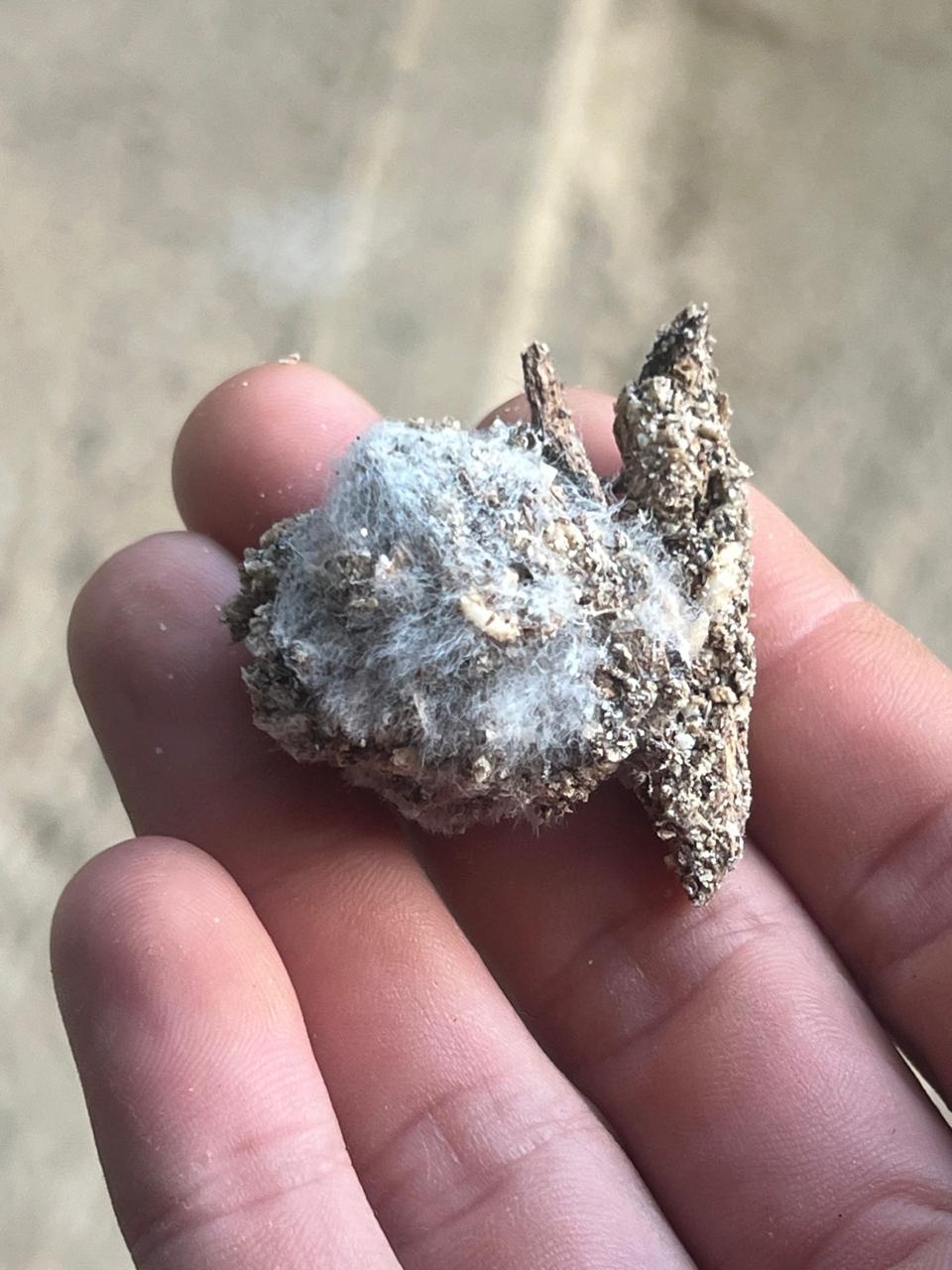 Active mycelium growth