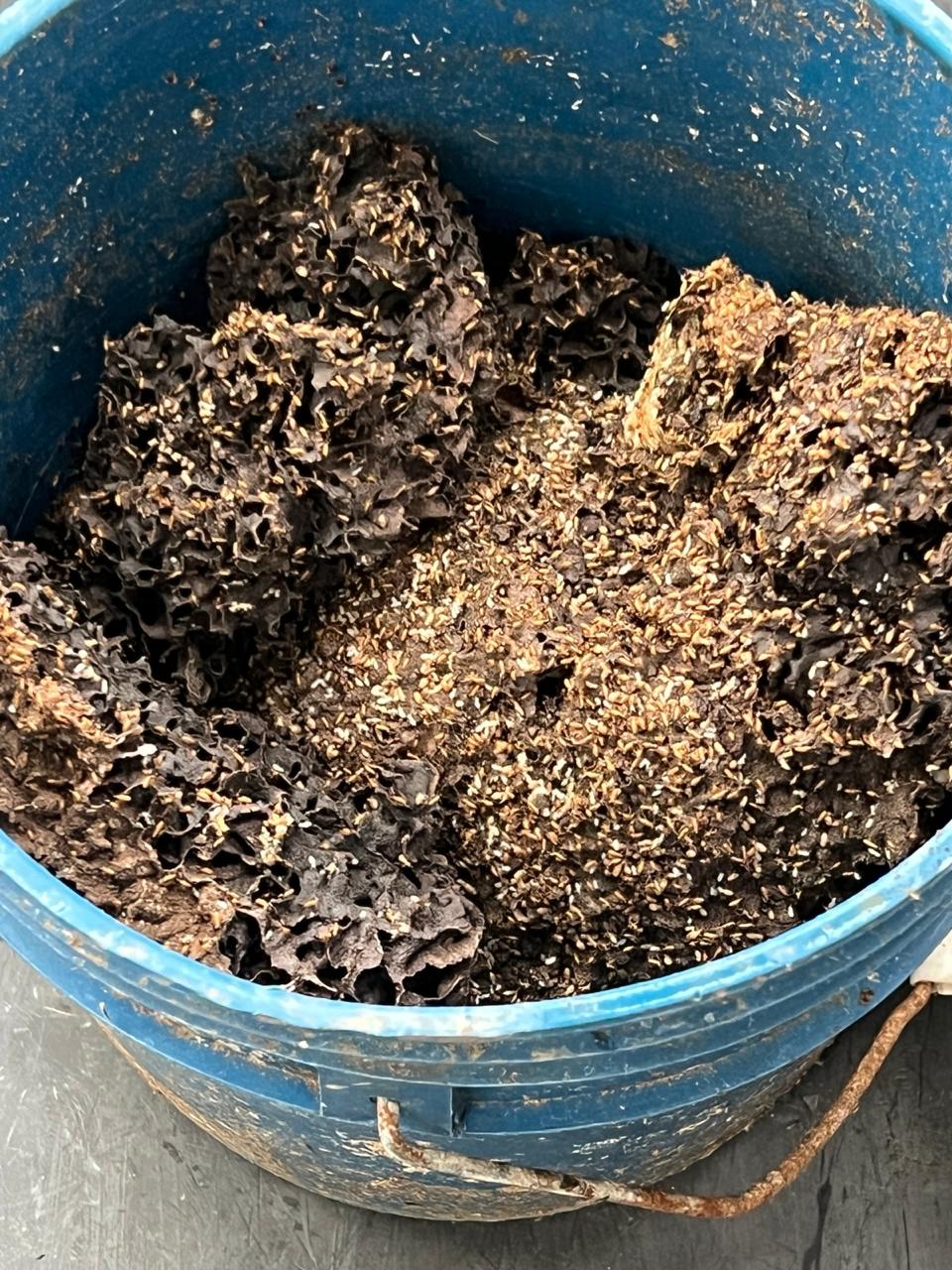 Mycelium on wood substrate