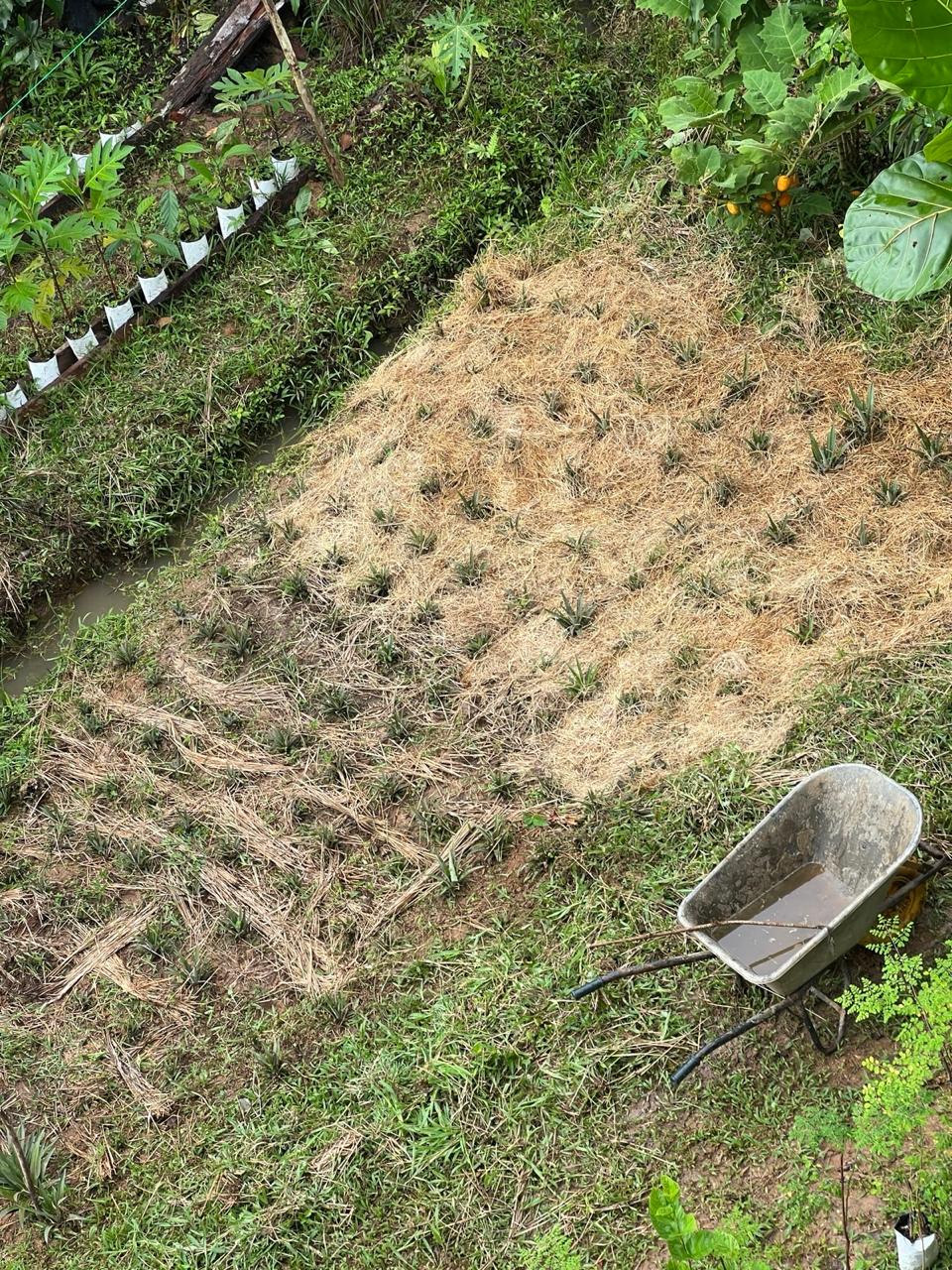 Mulched planting bed