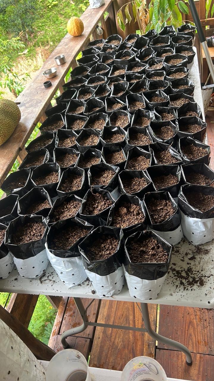 Seedling trays ready for planting