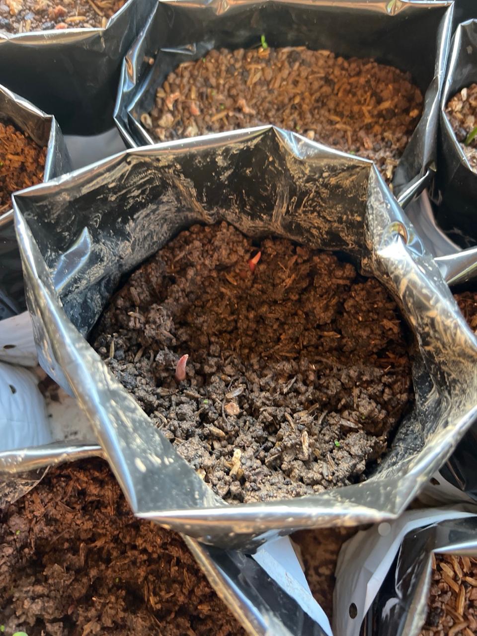 Nursery pots with growing medium
