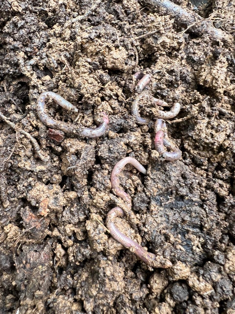 Earthworms in healthy soil