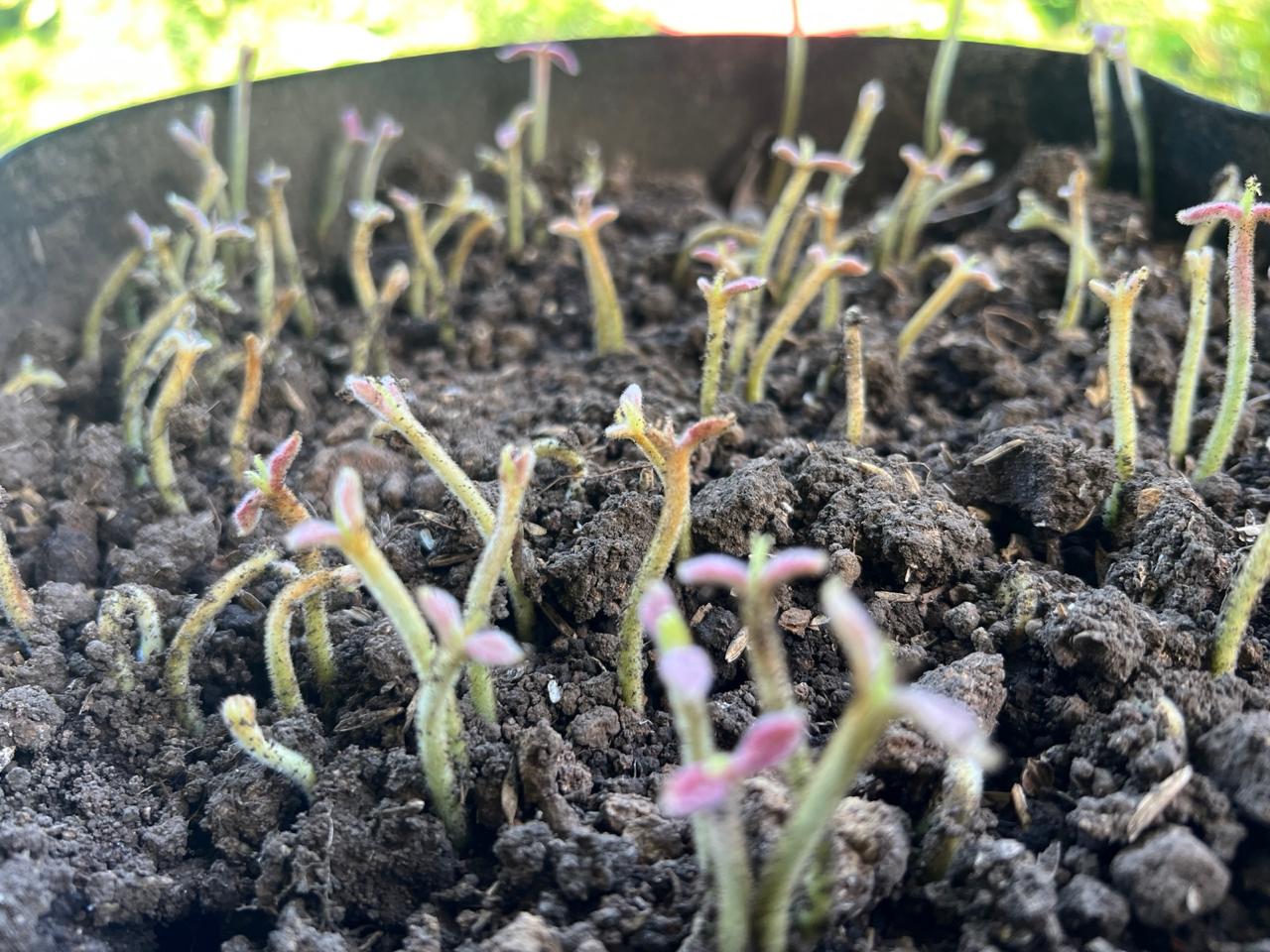 Young seedlings emerging